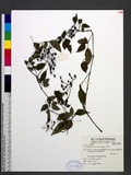 Cayratia japonica ...