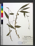 Aneilema scaberrimum (Blume) Kunth G˸