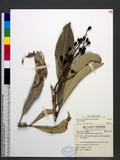 Semecarpus gigantifolia S. Vidal OF