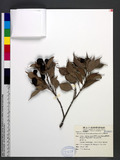 Acmena acuminatissima (Blume) Merr. & L. M. Perry ɨ