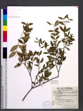 Hypericum geminiflorum Hemsl. var. simplicistylum (Hayata) N. Robson p