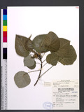 Homalanthus fastuosus F.-Vill. 긭