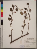 Rubus taitoensis H...