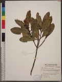 Gordonia axillaris (Roxb.) Dietr. jY