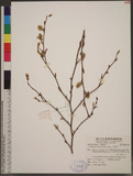 Corylopsis pauciflora Sieb. & Zucc. p