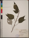 Boehmeria nivea (L.) Gaudich. var. tenacissima (Gaudich.) Miq. CR
