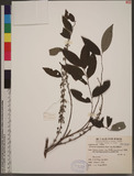 Glochidion acuminatum Muell.-Arg. �CYG