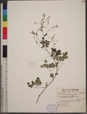 Boenninghausenia albiflora Reichenb. `