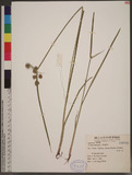 Cyperus difformis L. 