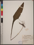 Colysis wrightii (Hook.) Ching ܤu