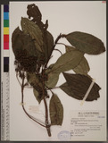 Hydrangea integrifolia Hayata ex Matsum. & Hayata jK¸y