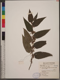 Trema orientalis (L.) Blume s