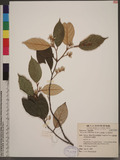 Styrax suberifolia...