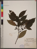 Randia cochinchinensis (Lour.) Merr. }