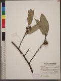 Ficus sarmentosa B...