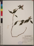 Ophiorrhiza japoni...
