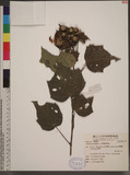 Hibiscus mutabilis L. ܻT
