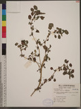 Amaranthus lividus L. WA