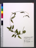 Marsdenia tinctoria R. Br. ܻT