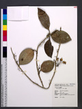Hoya carnosa (L. f.) R. Br. A