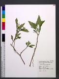 Rauvolfia verticillata (Lour.) Baillon ڪܤ