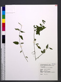 Kudoacanthus albo-nervosa Hosok. ȯ