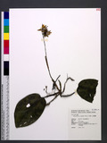 Mischobulbum cordifolium (Hook. f.) Schltr. ߸