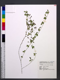 Desmodium heterophyllum (Willd.) DC. ܸs½