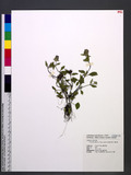 Prunella vulgaris ...