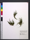 Eleocharis acicularis (L.) Romer & Schult. Ÿ