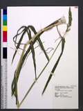 Echinochloa frumentacea (Roxb.) Link n^l