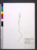Arenaria serpyllifolia L. Lߵ