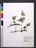 Humata trifoliata Cav. 츭ۿ