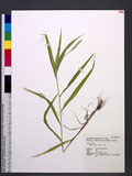 Setaria italica (L.) Beauv. p