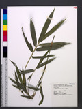Bambusa pachinensis Hayata K