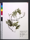 Hymenophyllum poly...