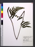 Cyathea hancockii Copel. 