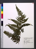 Cyathea hancockii Copel. 