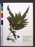 Pteris scabristipes Tagawa `