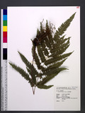 Pteris scabristipes Tagawa `