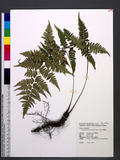 Athyrium arisanense (Hayata) Tagawa s\