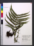 Thelypteris esquirolii (H. Christ) Ching ׸P