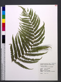 Thelypteris esquirolii (H. Christ) Ching ׸P