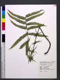 Thelypteris esquirolii (H. Christ) Ching ׸P