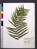 Thelypteris esquirolii (H. Christ) Ching ׸P