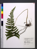 Microlepia marginata (Panzer) C. Chr. t\