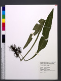 Colysis wrightii (Hook.) Ching ܤu