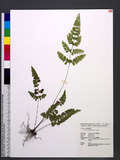 Lindsaea hsinshanensis C. M. Kuo