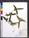 Solena amplexicaulis (Lam.) Gandhi T