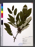 Quercus variabilis...